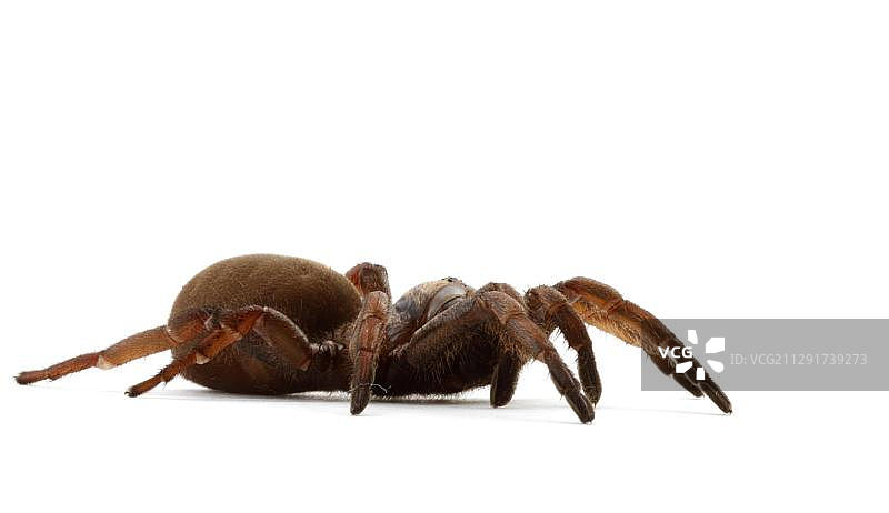 悉尼棕色活板门蜘蛛图片素材