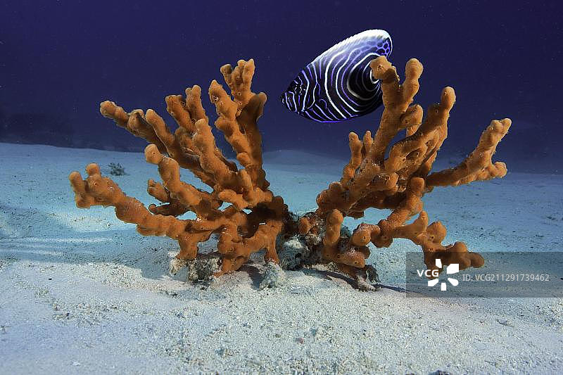 皇帝神仙鱼（Pomacanthus imperator）幼鱼和红色海绵图片素材