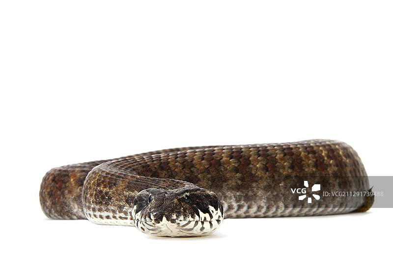 普通死亡蛇红色变种图片素材