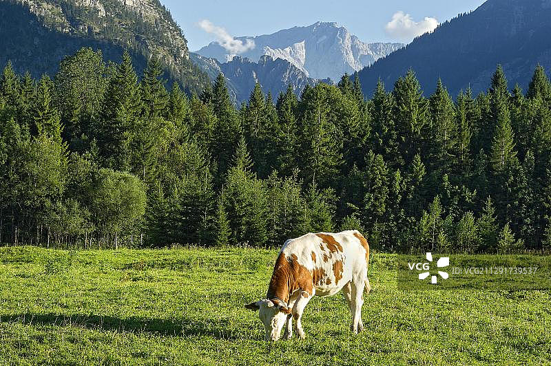 埃塔尔森林牧场上的奶牛，韦特施泰因山脉，楚格峰，上巴伐利亚，德国图片素材