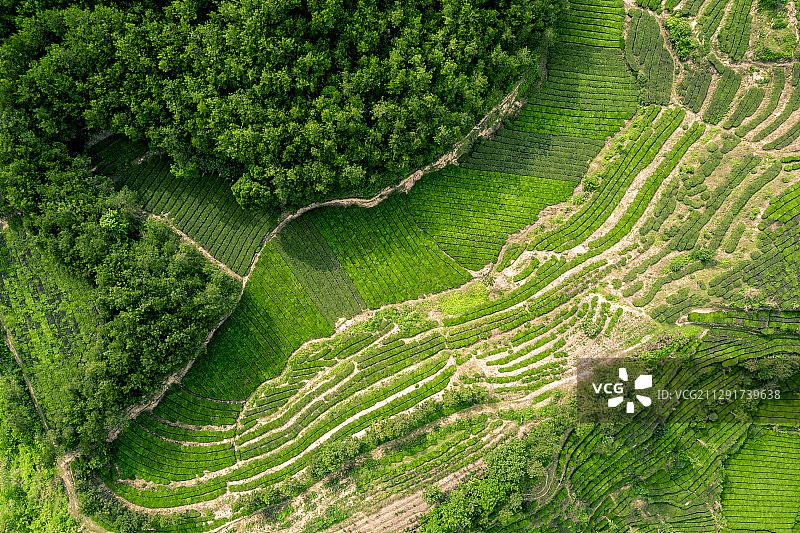 绿色葱郁的英山茶园图片素材
