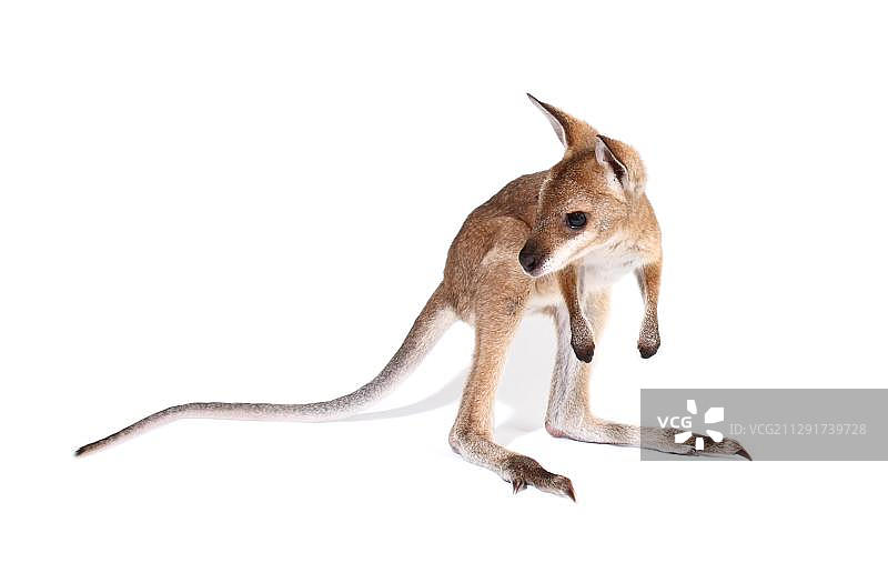 红颈袋鼠图片素材