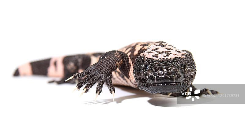 希拉毒蜥图片素材