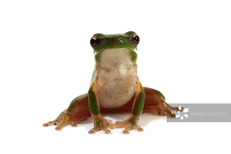 东方侏儒树蛙图片素材