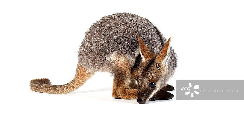 黄脚岩袋鼠（Petrogale xanthopus）图片素材