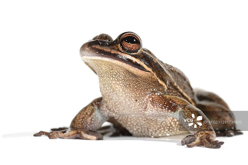 金色铃蛙图片素材