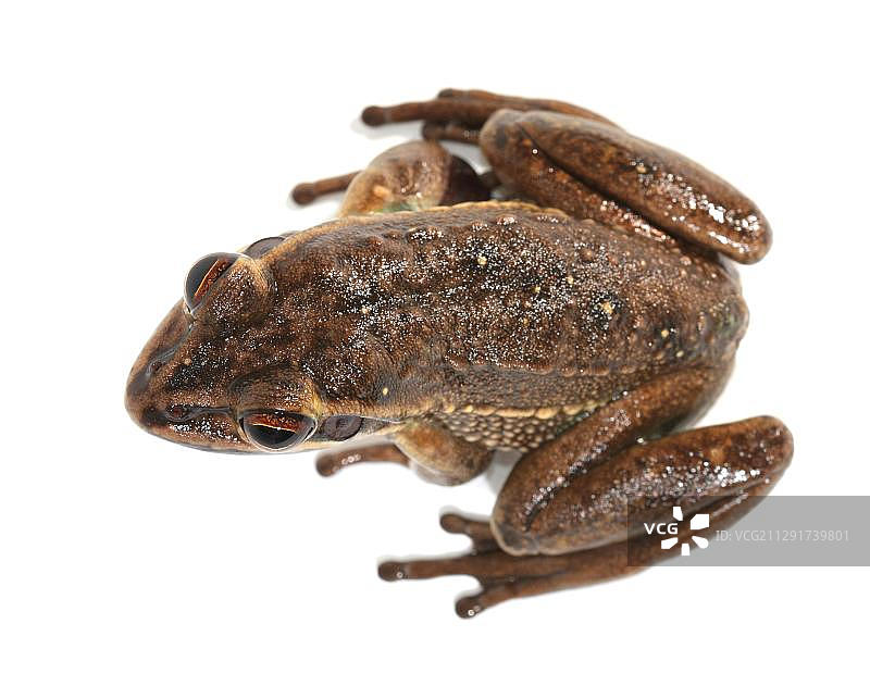 金色铃蛙图片素材