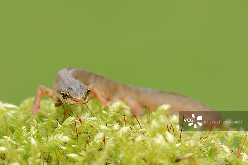 光滑的蝾螈或普通蝾螈（欧洲，德国北莱茵-威斯特法伦州）图片素材
