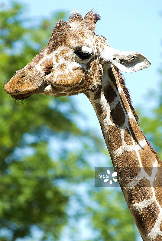 圈养长颈鹿肖像图片素材