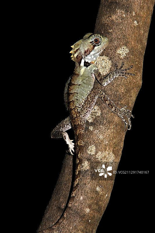 博伊德森林龙图片素材