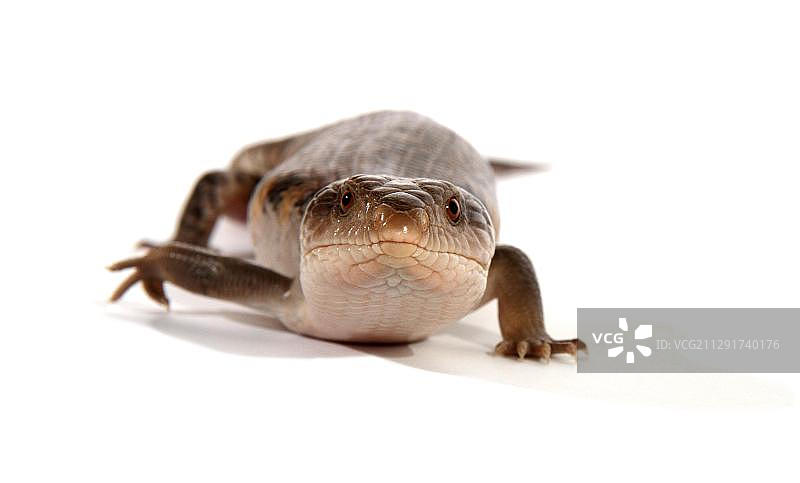 东部蓝舌石龙子图片素材