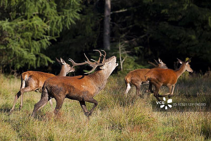 马鹿（Cervus elaphus），发情期，德国图林根森林图片素材