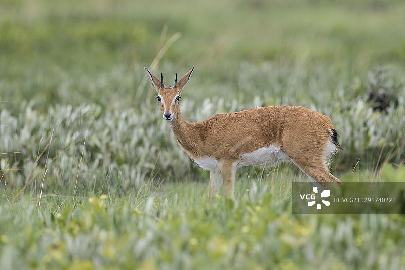 小羚羊，赞比亚西部省柳瓦平原国家公园，非洲图片素材
