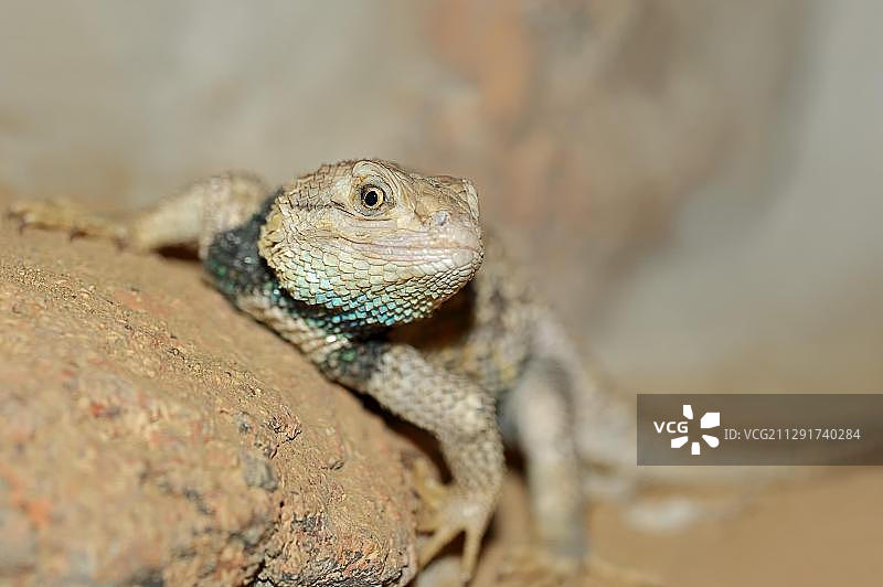 黄背刺蜥(原产于美国西南部，圈养)图片素材
