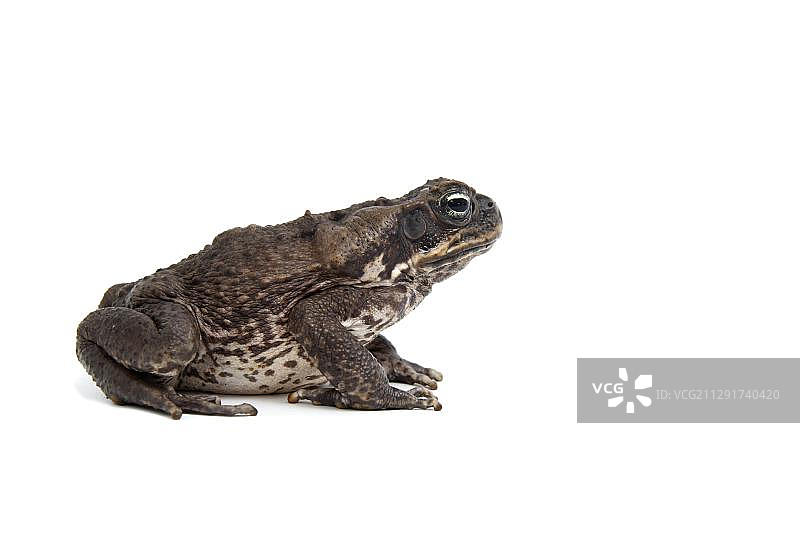 海蟾蜍图片素材