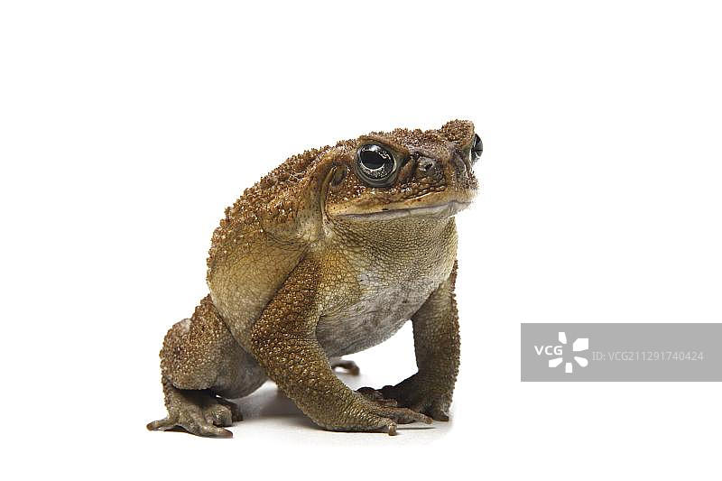 海蟾蜍图片素材