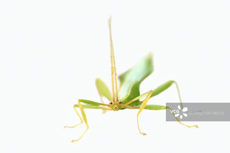 菲律宾原产雄性叶脩（饲养）图片素材