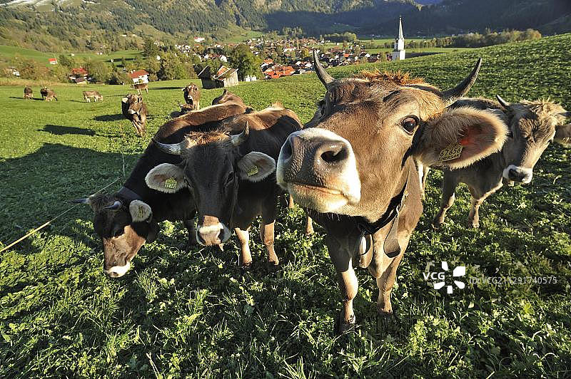 在巴伐利亚阿尔高地区巴特欣德朗镇后方牧场上站立的奶牛，德国，欧洲图片素材