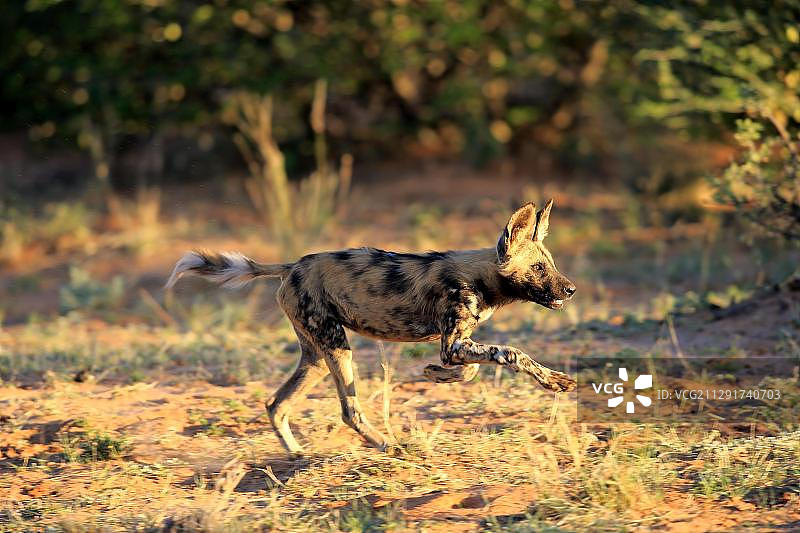 非洲猎犬在南非卡拉哈里沙漠追捕猎物图片素材