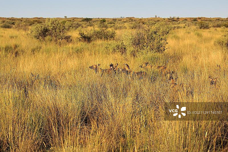 非洲野狗(吕卡翁pictus),群,成年,在高草狩猎,茨瓦卢狩猎保护区,卡拉哈里沙漠,北角,南非,非洲图片素材
