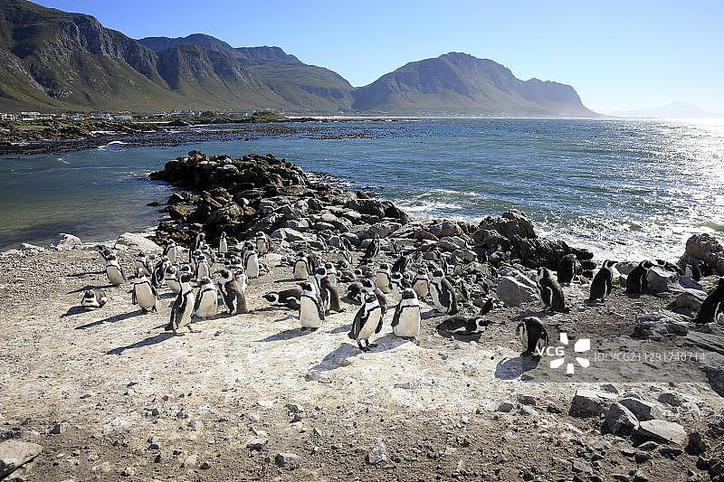 非洲企鹅群落，南非西开普省斯托尼角图片素材