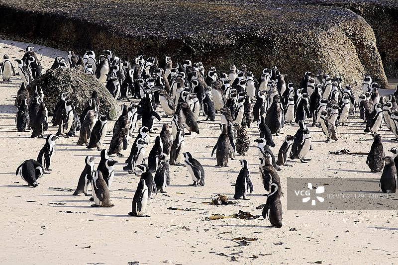 南非西开普省博尔德斯海滩上的非洲企鹅群图片素材