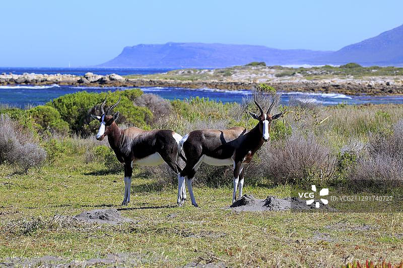 非洲好望角南部邦特羚羊图片素材