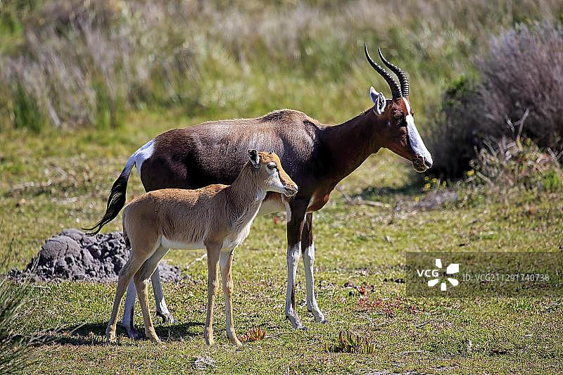 南非好望角的成年白斑羚及其幼崽图片素材