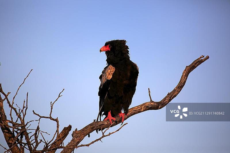 冕鹰，栖息在树上，克鲁格国家公园，南非图片素材