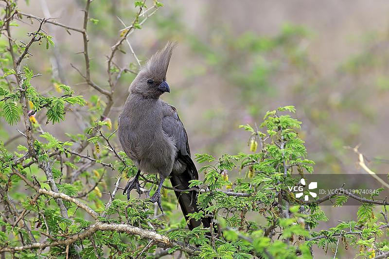 灰色噪鹃（单色灰蕉鹃），成鸟在树上，克鲁格国家公园，南非，非洲图片素材