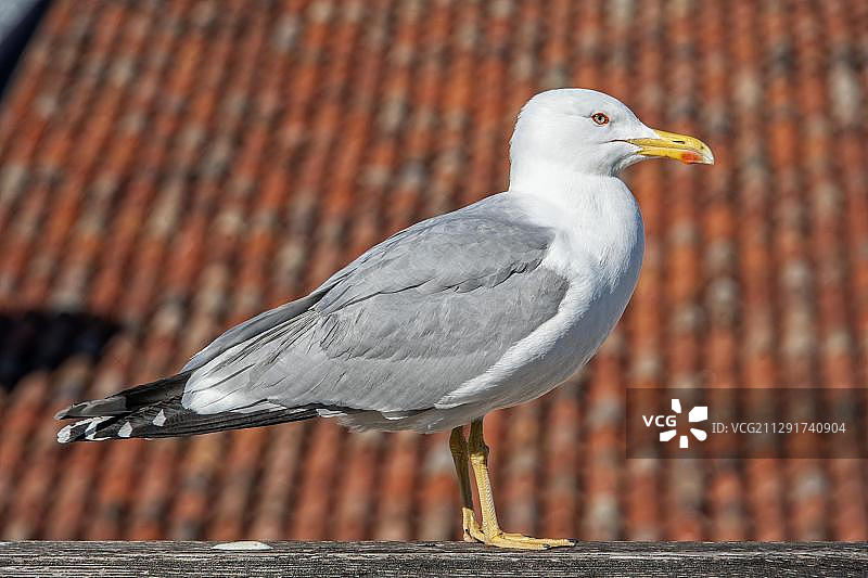 威尼斯红屋顶上的海鸥，意大利图片素材