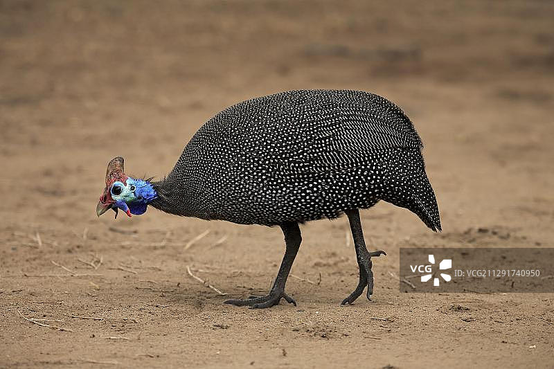 在南非克鲁格国家公园觅食的成年戴盔珠鸡（Numida meleagris）图片素材