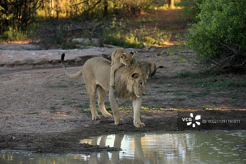 南非卡拉哈里沙漠茨瓦鲁禁猎区：幼狮与成年雄狮图片素材