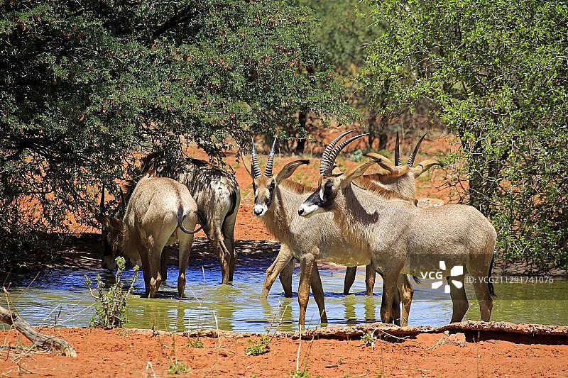 南非卡拉哈里沙漠水坑边的马羚群图片素材