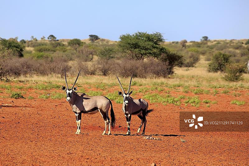 成年南非剑羚一对，茨瓦鲁禁猎区，卡拉哈里沙漠，南非北开普省图片素材
