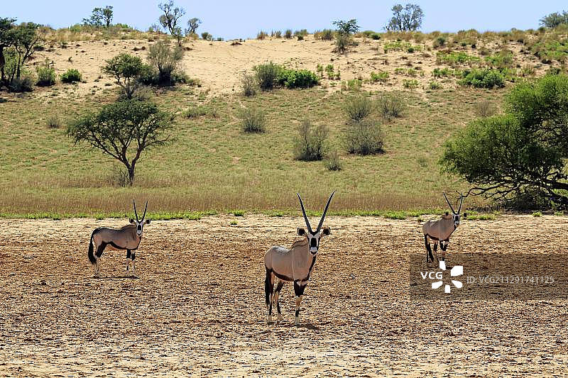 成年南非剑羚，茨瓦卢禁猎区，卡拉哈里沙漠，北开普省，南非，非洲图片素材