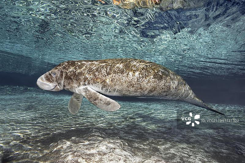 西印度海牛或海牛（Trichechus manatus）漂浮，三姐妹泉，海牛保护区，水晶河，佛罗里达州，美国，北美图片素材