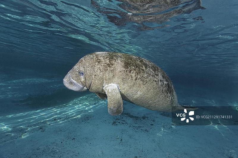 年轻的西印度海牛或海牛(Trichechus manatus),小海牛,三姐妹泉,海牛保护区,水晶河,佛罗里达州,美国,北美图片素材