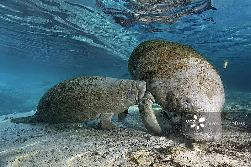 西印度海牛（母牛喂养小牛），美国佛罗里达州水晶河三姐妹泉图片素材