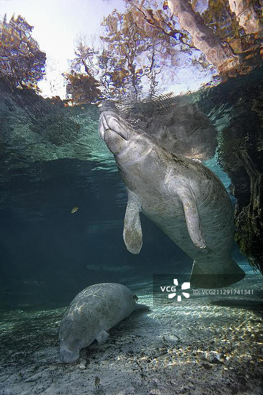 两只西印度海牛或海牛（Trichechus manatus），三姐妹泉，海牛保护区，水晶河，佛罗里达州，美国，北美图片素材