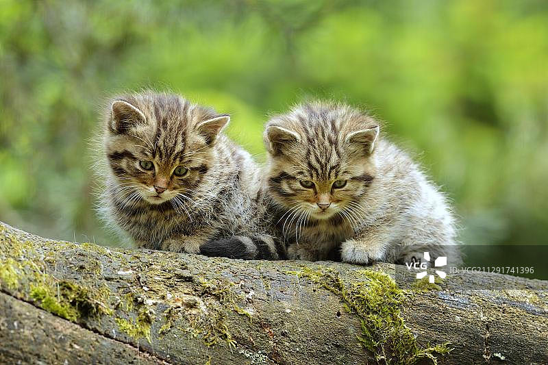 欧洲野猫幼崽，瑞士图片素材