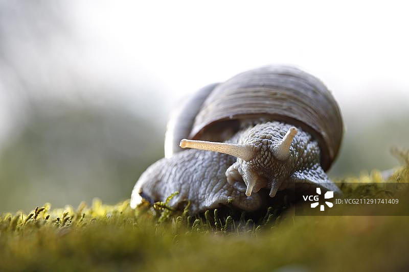 勃艮第蜗牛，德国萨克森-安哈尔特州图片素材