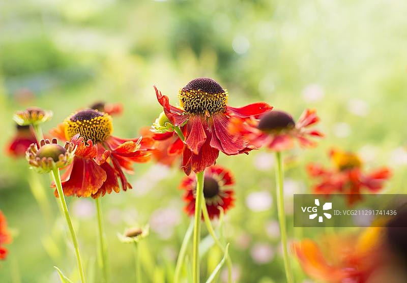 大花秋Helenium花，瑞典，欧洲图片素材