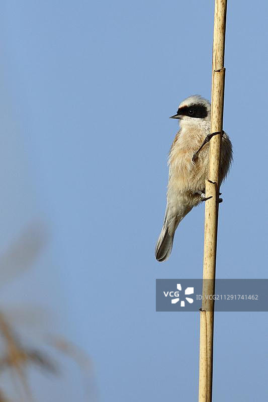 攀雀在芦苇上图片素材