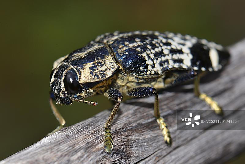 马达加斯加伊萨洛国家公园干燥森林中的甲虫图片素材