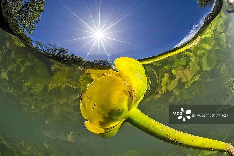 法国莱兹河水下的黄色睡莲图片素材