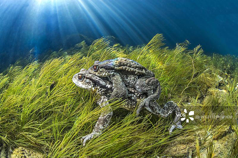 法国埃罗省，比埃日河中的蟾蜍交配图片素材