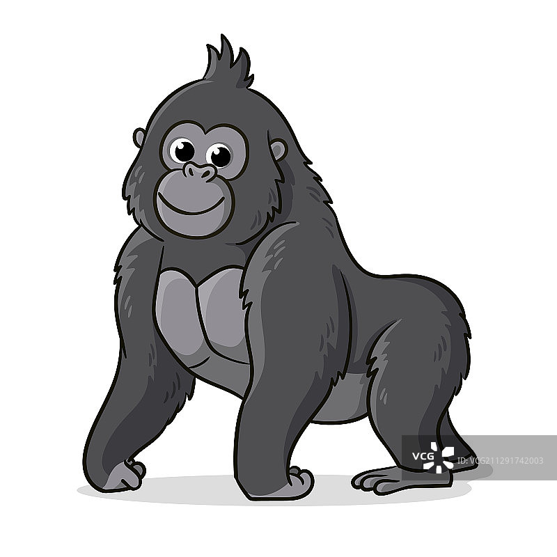可爱的灰色大猩猩站在白色背景上图片素材