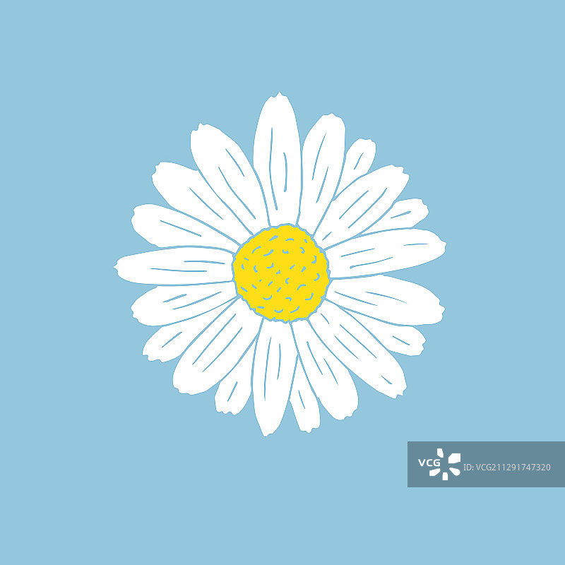 手绘涂鸦雏菊甘菊图片素材