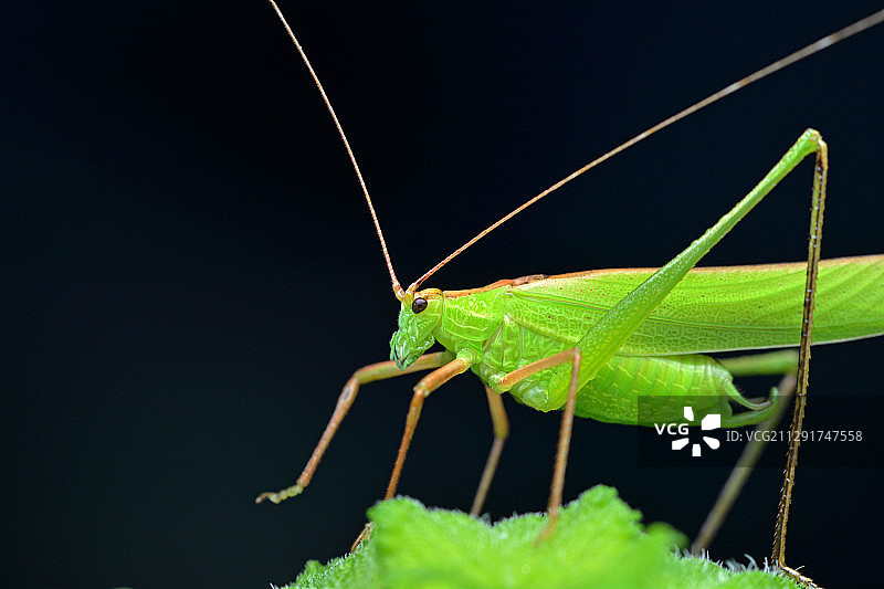 螽斯图片素材